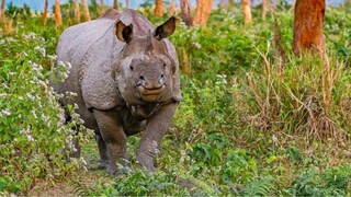 হুড খোলা জিপে চড়ে জঙ্গল সাফারি এখনও পর্যন্ত পর্যটকদের কাছে অন্যতম আকর্ষণীয় বিষয় হুড খোলা জিপে চড়ে জঙ্গল সাফারি এখনও পর্যন্ত পর্যটকদের কাছে অন্যতম আকর্ষণীয় বিষয়