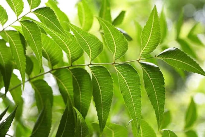 তবে সব খাবারের মতো নিমাপাতারও কিছু নেতিবাচক দিক আছে৷ আয়ুর্বেদিক ও কবিরাজি মতে নিমপাতা অন্তঃসত্ত্বা ও পাঁচ বছরের কম বয়সি শিশুদের দেওয়া উচিত নয়৷ 