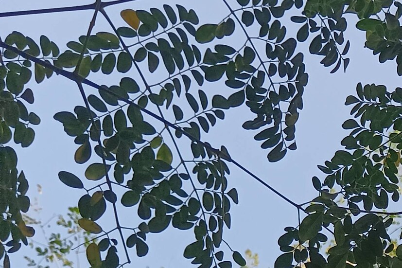 Disclaimer: এই প্রতিবেদনটি কেবলমাত্র সাধারণ তথ্যের জন্য, তাই বিস্তারিত জানতে হলে সর্বদা বিশেষজ্ঞের পরামর্শ নিন।