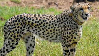 দেশে ফের চিতার আগমন (ফাইল ছবি) দেশে ফের চিতার আগমন (ফাইল ছবি)