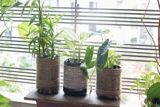 ফুলের টবের দাগ