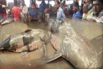 দিঘায়