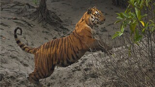 বাঘের হানায় মৃত্যু। প্রতীকী ছবি। 