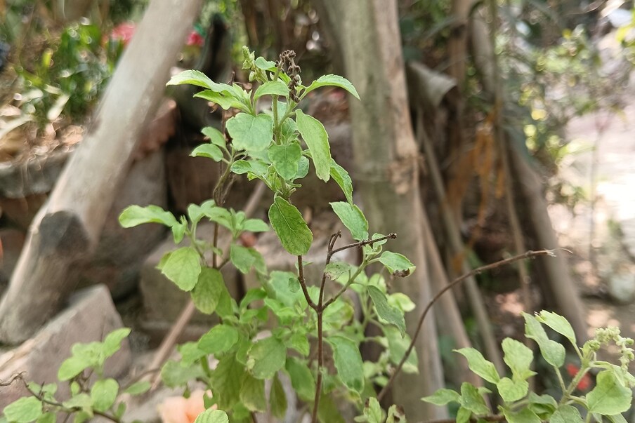  হাওড়া: ঔষধি গাছ পাতার মধ্যে অন্যতম হল তুলসী। এই গাছের পাতার পাশাপাশি শিকড় বা বীজও বেশ উপকারী। ঔষধি গুনে ভরপুর তুলসী। প্রতিদিন সকালে দু এক খানা তুলসী পাতা নিয়মিত খেলে মুখের রুচি ঠিক থাকে তার পাশাপাশি শরীরের নানা সমস্যা দূর হয়।