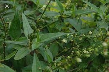 বাড়িতে তুলসি গাছও উল্টো ফল দিতে পারে, খারাপ অবস্থা, রাহুর দশা কেড়ে নিতে পারে বাড়িতে তুলসি গাছও উল্টো ফল দিতে পারে, খারাপ অবস্থা, রাহুর দশা কেড়ে নিতে পারে