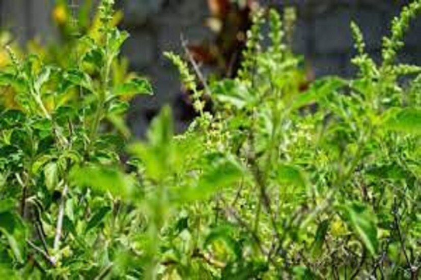 বাড়িতে এই ধরনের তুলসি গাছ বসালে নানান ধরনের সমস্যা হতে পারে জীবনে ৷ দুর্বিসহ হয়ে ওঠে জীবন ৷ প্রতীকী ছবি ৷