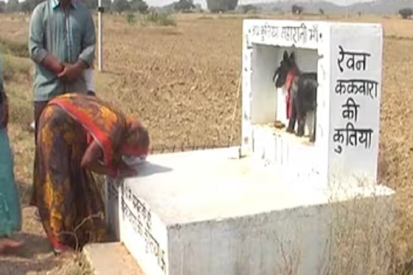 ওই এলাকায় বসবাসকারী ইতিহাস বিশেষজ্ঞ হরগোবিন্দ কুশওয়াহা বলেন, কুকুরটির মৃত্যুতে গভীর ভাবে শোকাহত হয়ে পড়েন উভয় গ্রামের মানুষই। পরে সকলে মিলে সিদ্ধান্ত নিয়ে রেবান এবং কাকওয়াড়া গ্রামের সীমানায় কুকুররের মৃতদেহটিকে কবর দেওয়া হয়। এর কিছু পরে সেখানে একটি মন্দিরও নির্মাণ করা হয়। আর এখনকার রীতি অনুযায়ী, আশেপাশের গ্রামে কোনও রকম অনুষ্ঠান হলেই গ্রামবাসীরা এই মন্দিরে গিয়ে খাবার নিবেদন করে আসেন।