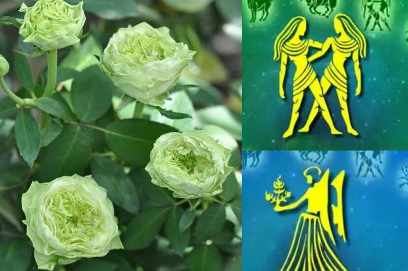 কন্যা ও মিথুন: সবুজ গোলাপ নতুনত্ব, সুখ এবং প্রাচুর্যের প্রতীক যা কন্যা ও মিথুন রাশিকে আকর্ষণ করে। রোজ ডে-তে এই রাশির জাতক-জাতিকাদের তাই দিতে হবে সবুজ রঙের গোলাপ। জীবনে সুখ এবং ভালোবাসা বয়ে আনবে।