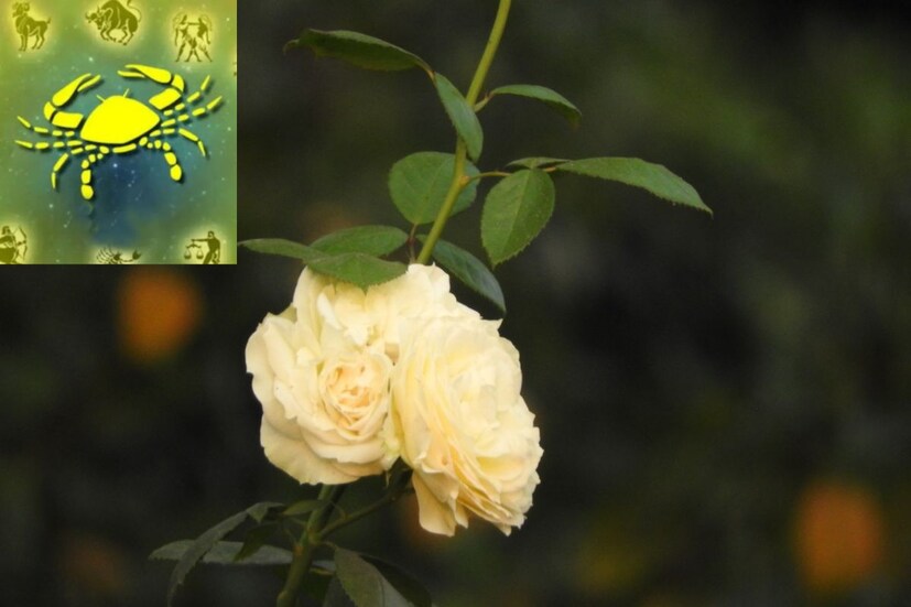 কর্কট রাশি: কর্কট রাশির প্রেমিক-প্রেমিকাকে দিতে হবে সাদা রঙের গোলাপ। সাদা গোলাপ চিরন্তন প্রেমের প্রতীক। হৃদয়ের কথা অকপটে ব্যক্ত করে এই রঙ। কর্কট রাশির জাতক-জাতিকাদের জন্য এই রঙ খুব উপকারী।