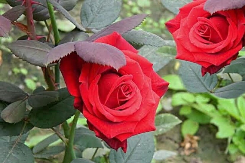  ২টি তাজা গোলাপের পাপড়ি গুঁড়ো পিষে দুই টেবিল চামচ অ্যালোভেরা জেলের সঙ্গে মিশিয়ে নিতে হবে। মসৃণ পেস্টটি খুব ঘন হয়ে গেলে গোলাপ জল মিশিয়ে পাতলা করে নেওয়া যেতে পারে। এই পেস্টটি মুখ এবং ঘাড়ের ত্বকে ২০ মিনিট লাগিয়ে রেখে ধুয়ে ফেলতে হবে।