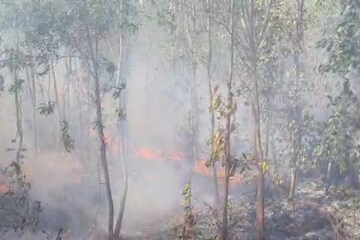 জঙ্গলে