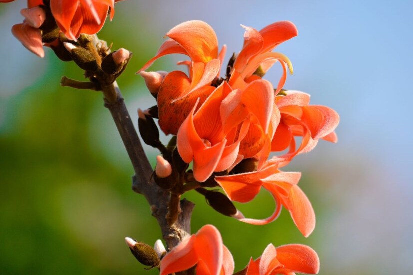 হার্বাল গেরুয়া রং- গেরুয়া রং বানাতে বাড়ি নিয়ে আসুন পলাশকে৷ এবার একইভাবে শুকিয়ে গুঁড়ো করে অ্যারারুট বা চালের আটার সঙ্গে মিশিয়ে নিন৷ এবারের পলাশ দিয়ে তৈরি গেরুয়া রঙে সেজে উঠুন, সাজিয়ে দিন৷ 