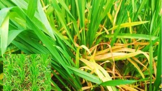 গম গাছের পাতা হলুদ হয়ে যাওয়ায় দুশ্চিন্তায় কৃষকরা! রইল এর কারণ এবং সমস্যা দূর করার উপায় গম গাছের পাতা হলুদ হয়ে যাওয়ায় দুশ্চিন্তায় কৃষকরা! রইল এর কারণ এবং সমস্যা দূর করার উপায়