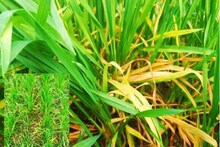 গম গাছের পাতা হলুদ হয়ে যাওয়ায় দুশ্চিন্তায় কৃষকরা! সমস্যা দূর করার উপায় জানুন
