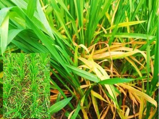 গম গাছের পাতা হলুদ হয়ে যাওয়ায় দুশ্চিন্তায় কৃষকরা! রইল এর কারণ এবং সমস্যা দূর করার উপায়