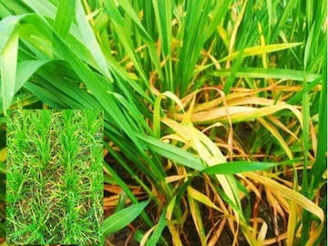 গম গাছের পাতা হলুদ হয়ে যাওয়ায় দুশ্চিন্তায় কৃষকরা! রইল এর কারণ এবং সমস্যা দূর করার উপায়