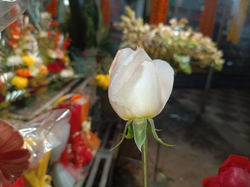 সাদা গোলাপ সাধারণত সকলকেই দেওয়া যায়। নতুন জীবন শুরুর জন্য এই গোলাপ ব্যবহার করা হয়। কাউকে মিস করলে আপনি পাঠাতে পারেন এই সাদা গোলাপ।