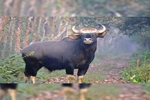 মাথাভাঙা দুই নম্বর ব্লকের ঘোকসাডাঙায় বাইসনের এর তাণ্ডব, আতঙ্ক এলাকায়