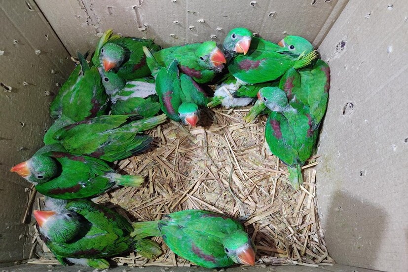 অবাক করা এই রিপোর্ট আসলে ভয় ধরানোর মতো। কারণ পাখিদের সমাজের এই সমস্যা আখেরে প্রকৃতির বড় ক্ষতি করতে পারে। 
