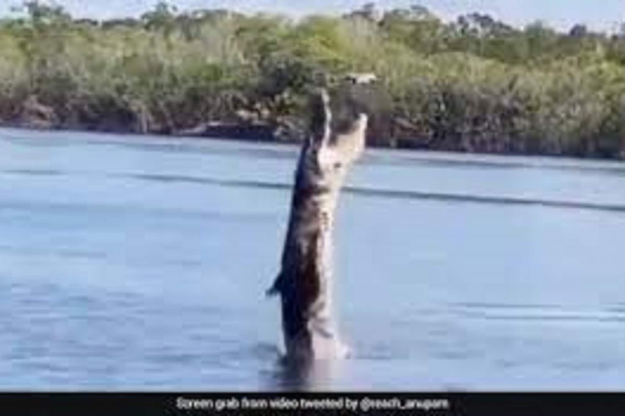 মাথার উপরে ড্রোন দেখে জল থেকে কুমিরের বিশাল লাফ! দেখুন ভিডিওটি