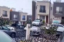 কিয়োটোর কাছে একটি জাপানি দ্বীপে কয়েক হাজার কাকের জমায়েত ,দেখুন রহস্যজনক ভিডিও