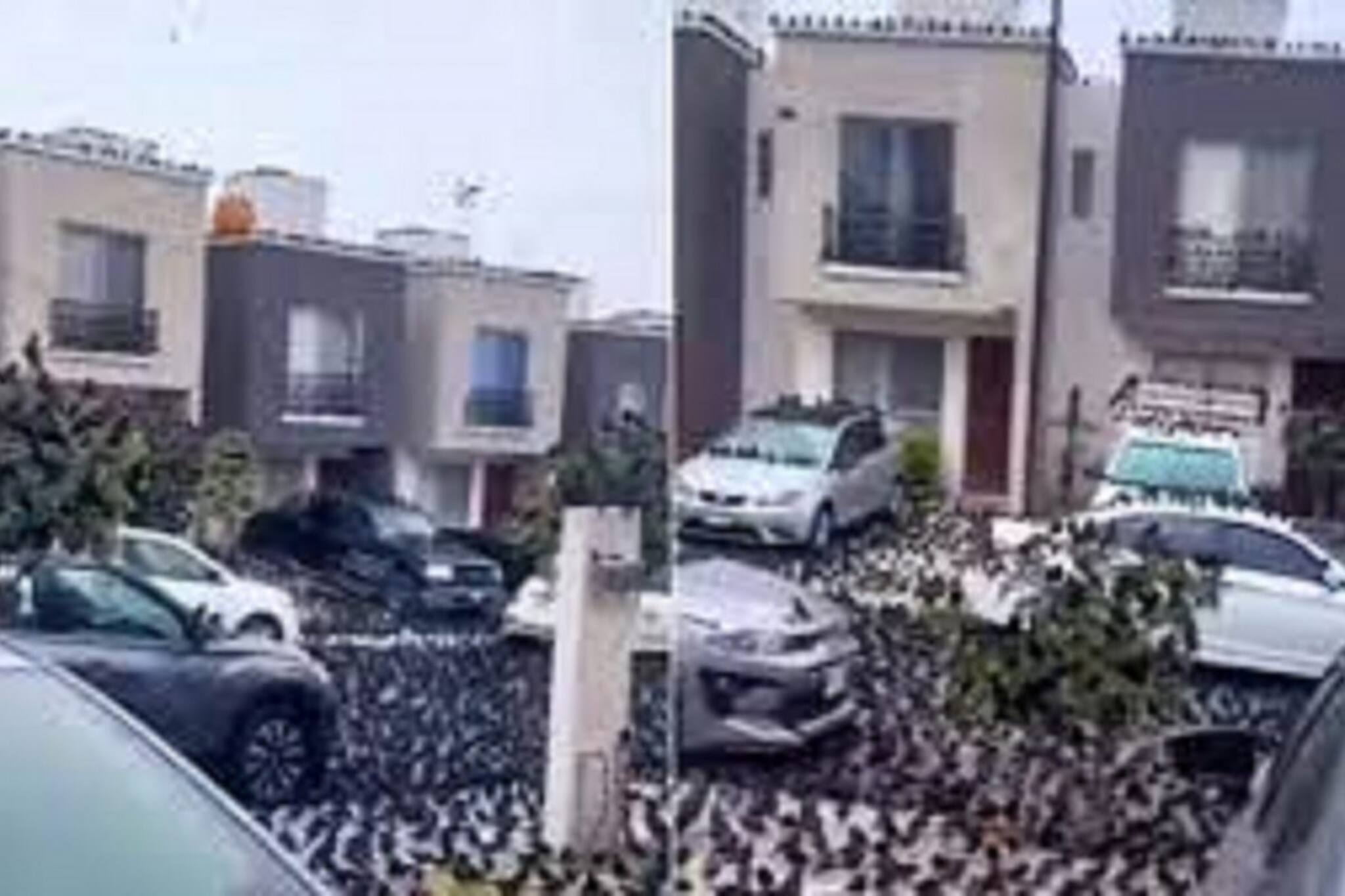 কিয়োটোর কাছে একটি জাপানি দ্বীপে কয়েক হাজার কাকের জমায়েত ,দেখুন রহস্যজনক ভিডিও