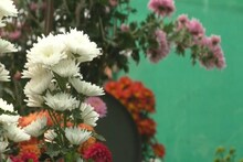 ঠিকাদারের বাড়ির ছাদে ফুটে আছে ৩৫০ প্রজাতির চন্দ্রমল্লিকা!