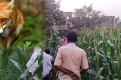 শিয়ালের হানা