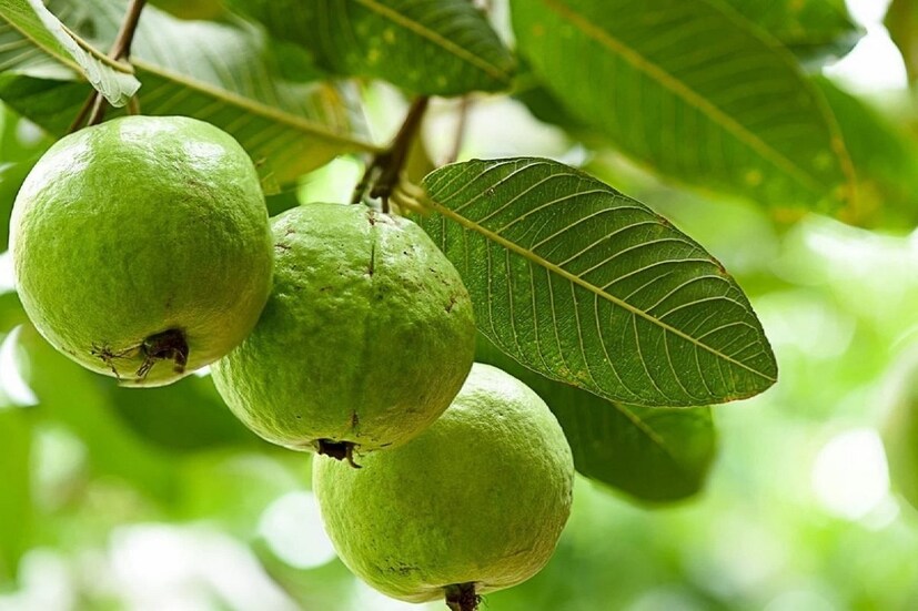 সুস্বাদু ফল পেয়ারার গুণাগুণের শেষ নেই।  পেয়ারা এমন একটি ফল যাতে প্রচুর পরিমাণে ফাইবার পাওয়া যায়। কোষ্ঠকাঠিন্যের মতো পেটের সমস্যা দূর করতে এর জুড়িমেলা ভার। কিন্তু শুধু ফলেই নয় এই ফলের পাতার গুণ জানলেও অবাক হতে হবে।