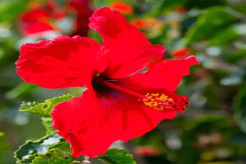 ডায়েটিশিয়ান ভিদি চাওলা জানান, ফুল ওজন কমাতে সাহায্য করে। রোজ জবাফুলের গ্রিন টি পান করলে ওজন ঝরতে পারে।