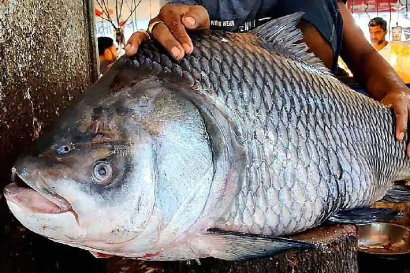 বিশেষত মানিকগঞ্জ ও পাবনা জেলায় এমন বড় মাছ প্রায়শই ধরা পড়ে। এর আগে আরও নানা বড় সাইজের মাছ ধরা পড়েছিল পদ্মায়। এমনকী বৃহৎ সাইজের ইলিশ মাছও ধরা পড়েছে।