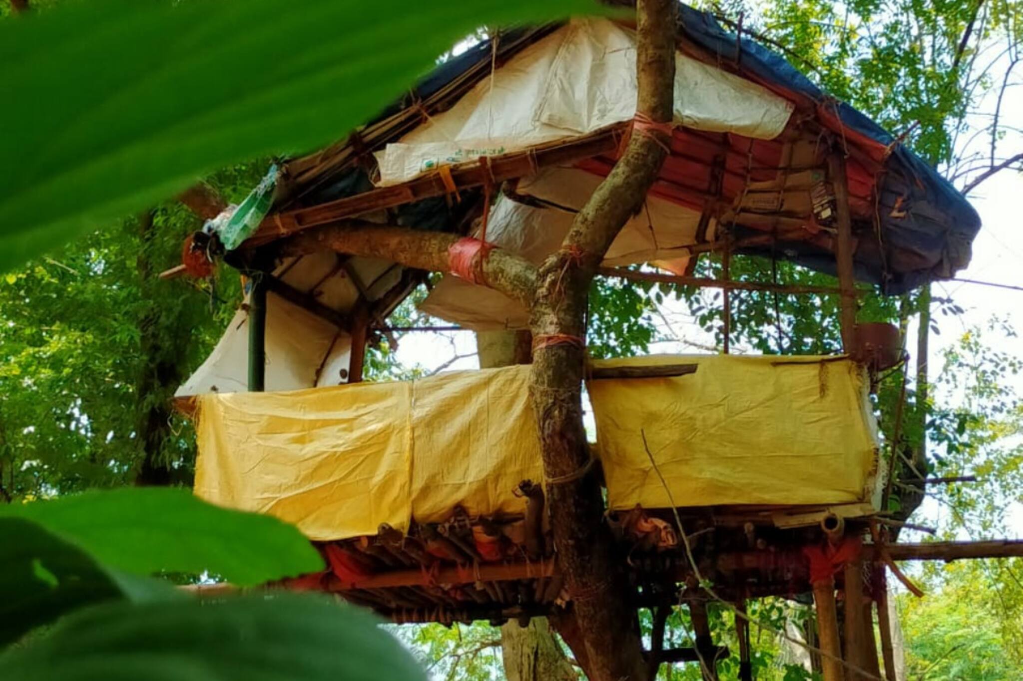 গাছের ডালে চড়ে পড়াশোনা করে টেট পাস করলেন যুবক, মগডালে উঠতে হল কেন জানেন!