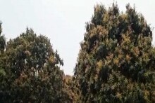 রেকর্ড সংখ্যক আমের মুকুল হওয়াতে লাভের আশায় নদিয়ার আম চাষিরা