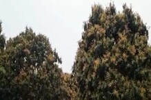রেকর্ড সংখ্যক আমের মুকুল হওয়াতে লাভের আশায় নদিয়ার আম চাষিরা