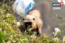 পাড়ের দিকে তাকিয়ে করুণ দৃষ্টিতে সাহায্য চাইছে হনুমান! হঠাৎ হলটা কী