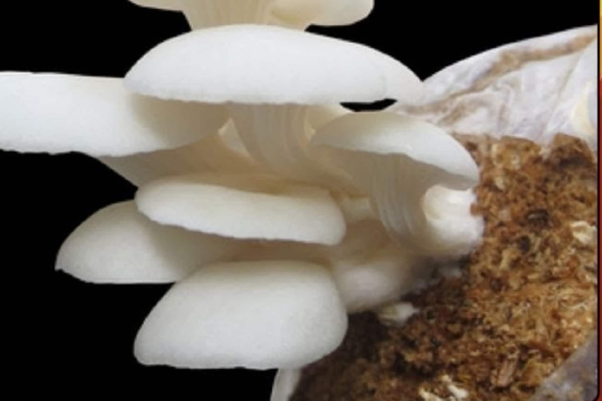 মাশরুম চাষে ব্যাপক লাভ! সংসারের হাল ধরছেন মহিলারাই, রইল ভিডিও