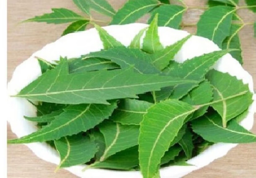  ৫) নিমপাতা- এছাড়া আছে নিম পাতা। মশার কামড় থেকে বাঁচতে গায়ে হাত পায়ে নিম তেল মেখে নিতে পারেন। ধারেকাছেও ঘেঁষবে না মশা। Representative Image