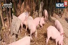 সাদা শূকর পালন করে আয় করতে পারবেন মুঠো মুঠো  টাকা, দেখে নিন কীভাবে