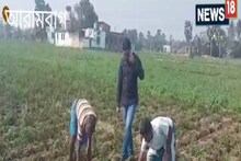 নিম্নমানের সারেই বিঘার পর বিঘা জমিতে ফলন নেই আলুর, দিশেহারা কৃষক