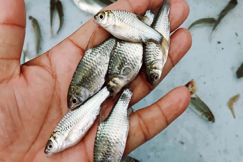 পুঁটি: পুঁটি মাছে ক্যালোরির পরিমাণ বেশি। প্রতি মাছে রয়েছে প্রায় ১০৬ ক্যালোরি শক্তি। সারা দিন ধরে কাজ করার এনার্জি জোগাতে পারে সামান্য এই পুঁটি মাছ। এছাড়াও, এই মাছেল রয়েছে প্রচুর পরিমাণ প্রোটিন এবং ক্যালসিয়াম। যার জন্য এই মাছ খেলে হাড় ও পেশির শক্তি বাড়ে। এছাড়াও, ছোট মাছ হওয়ায় এতে রয়েছে আনস্যাচুরেটেড ফ্যাট। যা হার্টকে ভাল রাখতে সাহায্য করে। 
