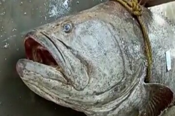 বিরল