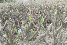 চা গাছে পাতা নেই! বছরের ফার্স্ট ফ্লাশ বাগানেই শেষ, কিন্তু কেন