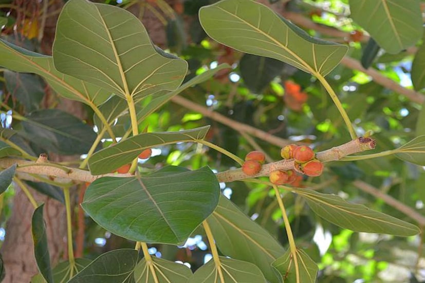 বটগাছ বা অশ্বত্থ গাছ : বাড়িতে কখনই বট বা অশ্বত্থ গাছ রাখা উচিত নয়। এই গাছগুলো মন্দিরের জন্য শুভ, কিন্তু বাড়ির জন্য একেবারেই শুভ নয়। বাড়িতে এই গাছ রাখলে জীবনে অন্ধকার নেমে আসে।