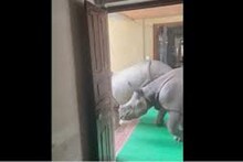 ন্যাশনাল পার্কের একটি বিল্ডিংয়ে দুটি গন্ডারের আগমন ! এমন কাণ্ডের ভিডিও ভাইরাল