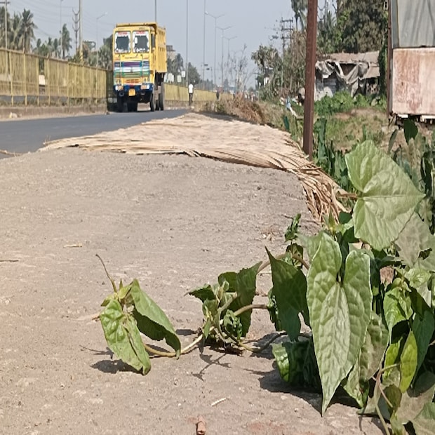 অনাদরে বেড়ে ওঠা, রাস্তার ধার আনাচে-কানাচে খোলা আকাশের নিচে দ্রুত ছড়িয়ে পড়ে। প্রায় সর্বত্রই চোখে পড়বে এই লতা গাছকে। বর্তমানে এই গাছের কদর সেভাবে না থাকলেও উপকারী গুণ চমকে যাওয়ার মত। পান পাতার সঙ্গে কিছুটা মিল রয়েছে আকৃতিতে। তবে পান পাতার থেকে একটু ফিকে সবুজ। পান পাতার মত পাতায় তৈলাক্ত বা চকচকে ভাব নেই। পাতার ধার বরাবর কাঙড়ো কাটা।