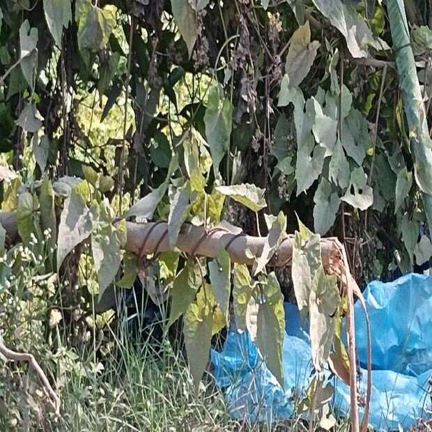 এই গাছ থেকে পাতা আলাদা করলেই ঝিমিয়ে যায় কিছুক্ষনেই। জলতা প্রকৃতির পাতা। এই পাতা হাতের মুঠোয় নিয়ে ঘসলে বেশ খানিকটা ঘন সবুজ রস বের হয়ে আসে। এই তরল পদার্থই দারুণ উপকারী। রাবণ লতা পাতার রস দারুন উপকারি কাটা, ছড়া বা ঘায়ের জন্য। কেটে যাওয়া স্থানের দ্রুত রক্ত বন্ধ করতে দারুন কাজ করে এই।
