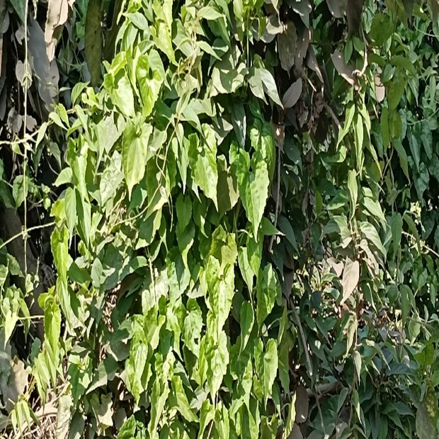 রাবণলতা বা জার্মানি লতা হল অমূল্য প্রাকৃতিক সম্পদ। বিজ্ঞানসম্মত নাম Makania Micrsntha Kunth বাংলার বিভিন্ন জায়গায় যশুরেলতা, রিফিউজি লতা, আসাম লতা, তরলতা নামেও বারিবন নামেও পরিচিত।