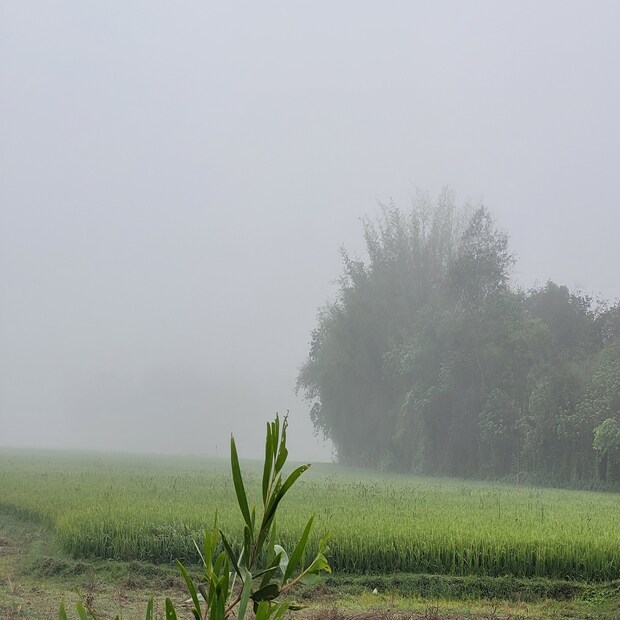 বৃহস্পতিবার সকাল থেকে পশ্চিম মেদিনীপুর, ঝাড়গ্রামের বিভিন্ন এলাকায় ঘন কুয়াশার দাপট লক্ষ্য করা যায়। তবে বৃষ্টির কারণে তাপমাত্রা অনেকটা নিম্নমুখী।