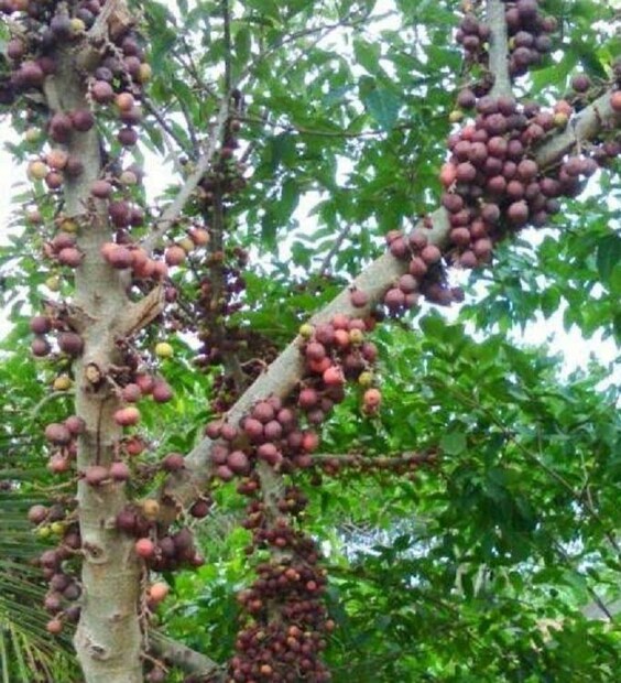 ডুমুর গাছ বাড়ির জন্য অশুভ। সংসারে অভাব ডেকে আনে এই গাছ!photo source collected 