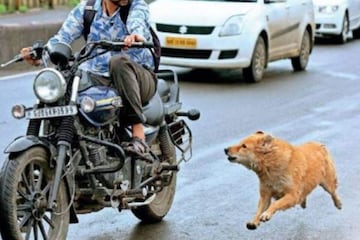 সাইকেল বা বাইকের পিছনে কেন দৌড়য় কুকুর? বৈজ্ঞানিক ব্যাখ্যা জানেন কি?